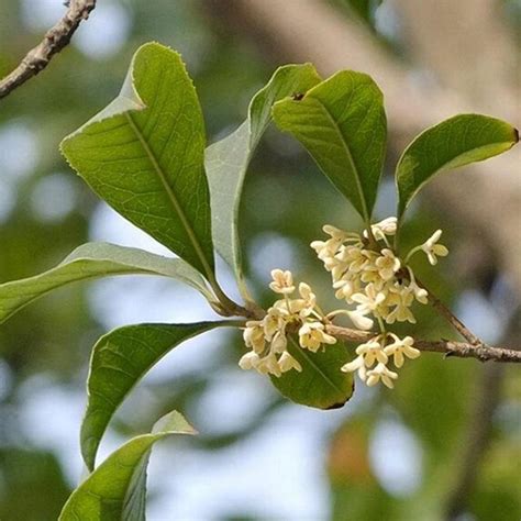 後院種桂花|桂花樹怎麼種？栽培和管理的完整指南 